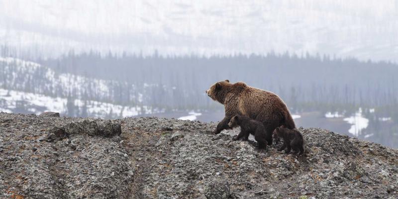 横滨尼奥汽车文化博物馆探秘：从古董车修复到未来概念车的沉浸式之旅，揭秘汽车保养的核心——滤清器与机油